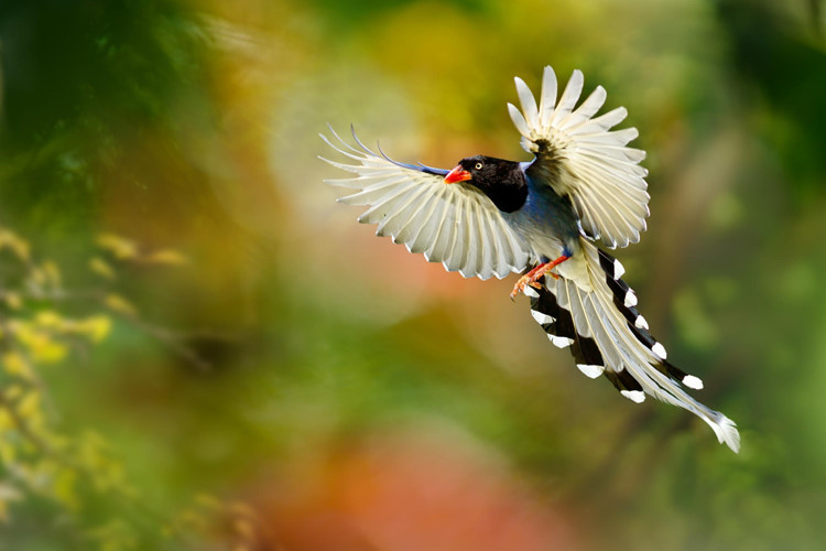 Tin Tức, Hình Ảnh, Video Clip Mới Nhất Về Chim Đẹp Nhất Thế Giới