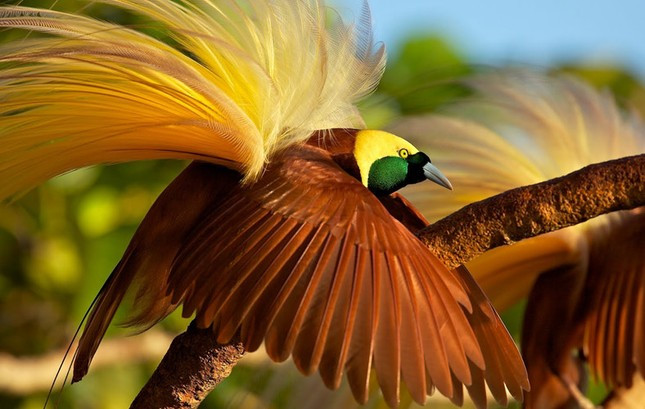 Khám phá thú vị về loài chim thiên đường đẹp nhất thế giới ảnh 2