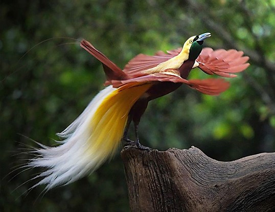 Khám phá thú vị về loài chim thiên đường đẹp nhất thế giới ảnh 4