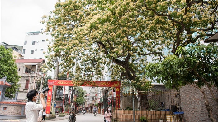cây bún 300 tuổi nở hoa vàng rực một góc trời hà nội hình 13 cay bun 300 tuoi no hoa vang ruc mot goc troi ha noi hinh 13