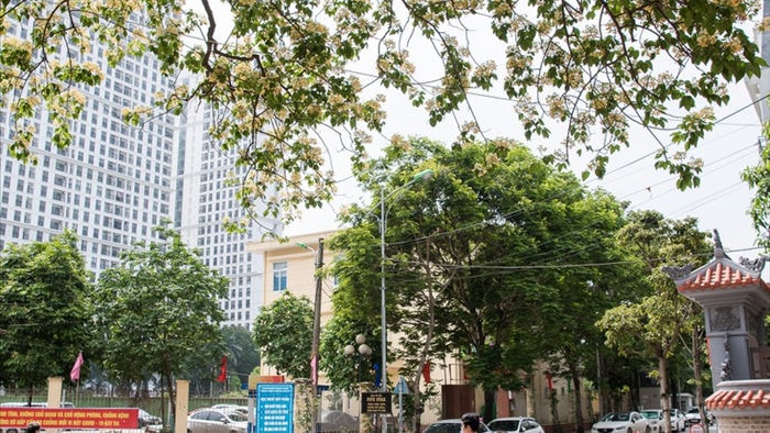 cây bún 300 tuổi nở hoa vàng rực một góc trời hà nội hình 15 cay bun 300 tuoi no hoa vang ruc mot goc troi ha noi hinh 15