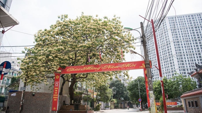 cây bún 300 tuổi nở hoa vàng rực một góc trời hà nội hình 2 cay bun 300 tuoi no hoa vang ruc mot goc troi ha noi hinh 2