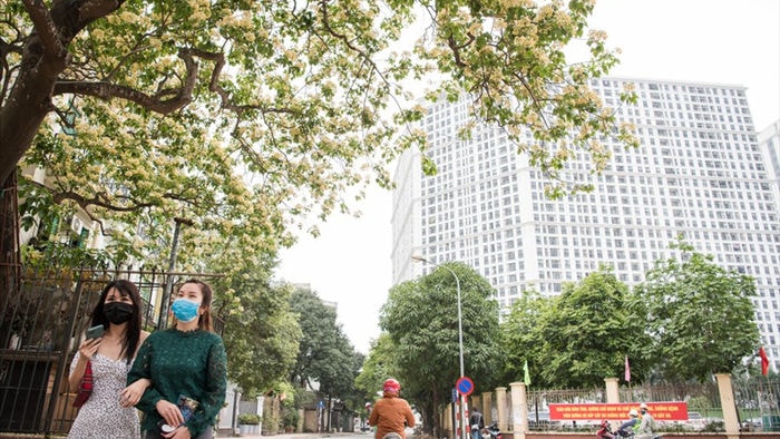 cây bún 300 tuổi nở hoa vàng rực một góc trời hà nội hình 10 cay bun 300 tuoi no hoa vang ruc mot goc troi ha noi hinh 10