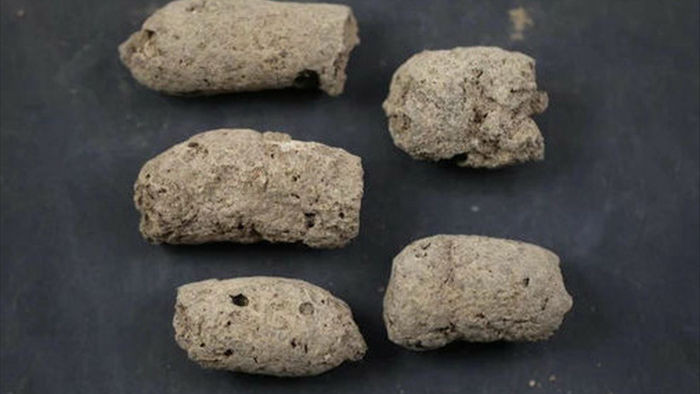 nhận biết một 'cục phân 7.000 năm tuổi' là của chó hay người tiền sử