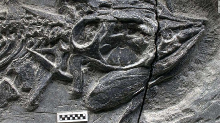 Phát hiện hóa thạch loài thằn lằn cá nhỏ nhất trong lịch sử - 2