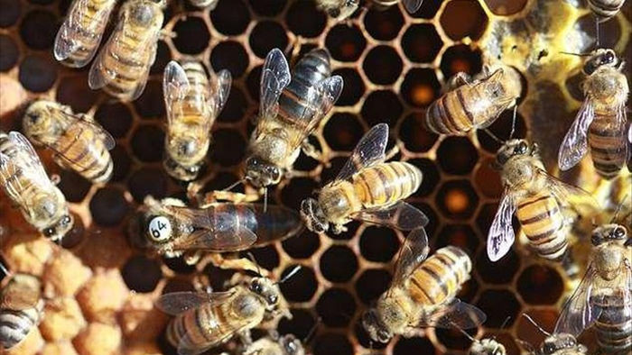 Giải mã bí ẩn sinh học của ong mật Nam Phi - 1