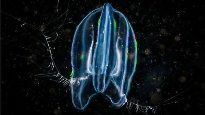 Loài sứa xâm chiếm những vùng biển mới bằng cách ăn thịt con mình - 1
