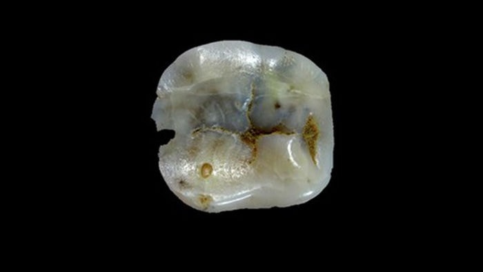 Loài người đã đến châu Âu sớm hơn chúng ta tưởng - 2 Loài người đã đến châu Âu sớm hơn chúng ta tưởng - 2