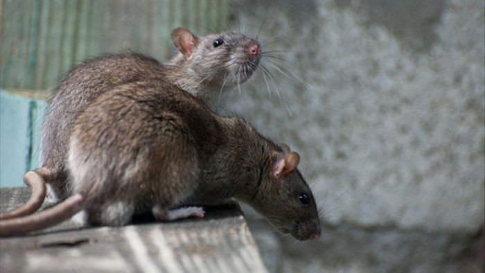 Xuất hiện chủng virus gây bệnh viêm gan E ở người có thể lây nhiễm từ chuột - 1