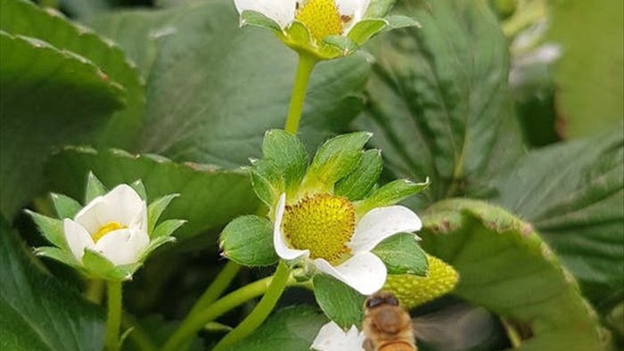 Loài ong có biết đếm không? - 4