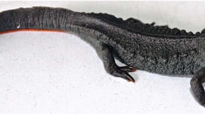 Loài sa giông cá sấu mới siêu dễ thương được phát hiện ở Việt Nam - 2