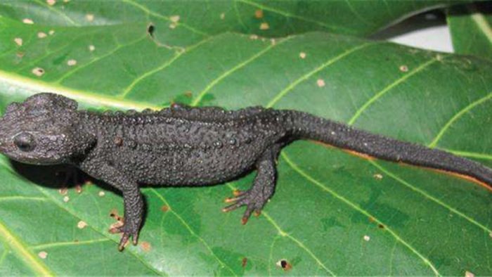 Loài sa giông cá sấu mới siêu dễ thương được phát hiện ở Việt Nam - 3