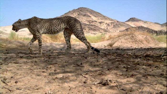 Báo săn Sahara lần đầu tiên được phát hiện trong một thập kỷ ở Algeria - 1
