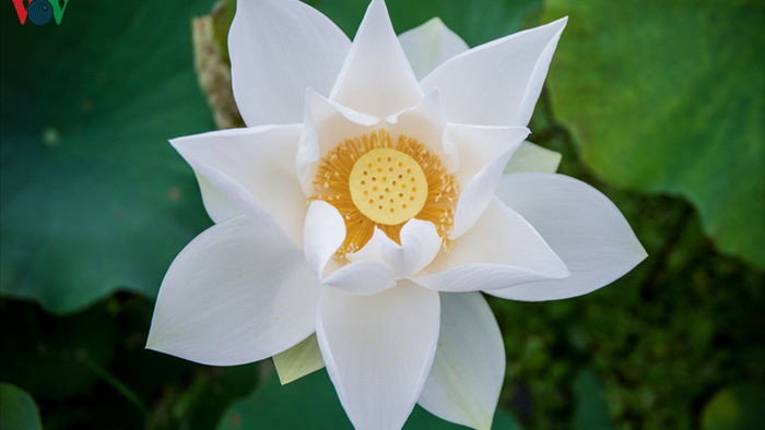 Hoa sen trắng đẹp nhất Việt Nam