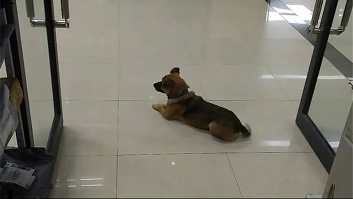 Cảm động chú chó đợi chủ đã qua đời tại bệnh viện ròng rã 3 tháng - 1