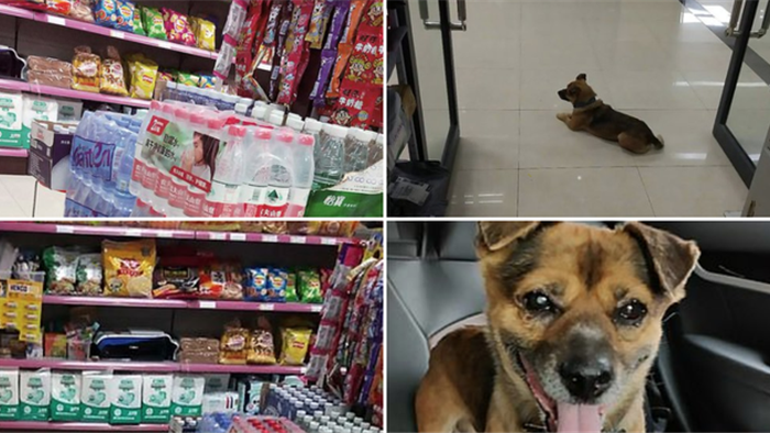 Cảm động chú chó đợi chủ đã qua đời tại bệnh viện ròng rã 3 tháng - 3 Cảm động chú chó đợi chủ đã qua đời tại bệnh viện ròng rã 3 tháng - 3