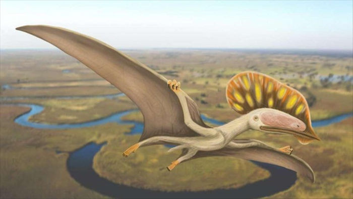 Phát hiện hoá thạch của loài Dực long chưa từng được biết đến tại Anh - 1