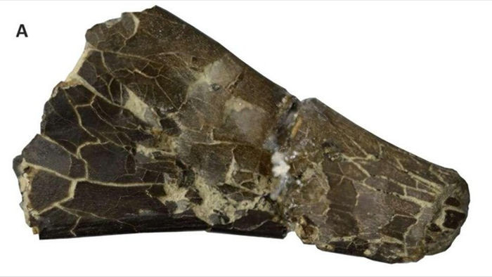 Phát hiện hoá thạch của loài Dực long chưa từng được biết đến tại Anh - 2