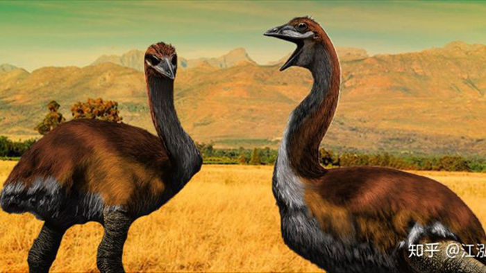 Madagascar phát hiện ra loài chim khổng lồ đầu tiên trong lịch sử có độ cao lên tới 3 mét - Ảnh 5.
