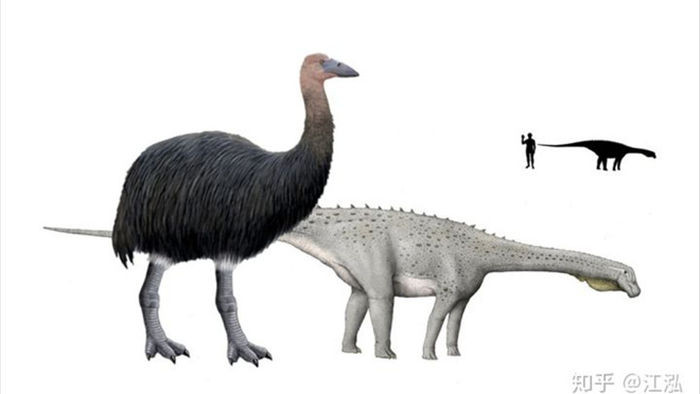Madagascar phát hiện ra loài chim khổng lồ đầu tiên trong lịch sử có độ cao lên tới 3 mét - Ảnh 7.