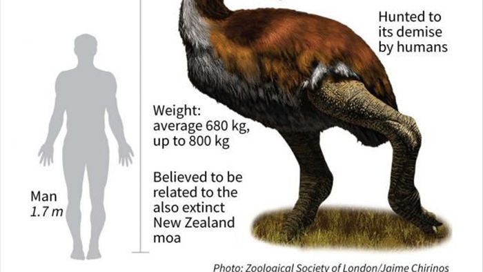 Madagascar phát hiện ra loài chim khổng lồ đầu tiên trong lịch sử có độ cao lên tới 3 mét - Ảnh 6.