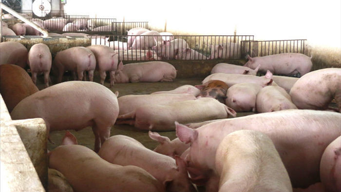 Giá thịt lợn cao nhất lịch sử, Bộ Nông nghiệp lại ra văn bản chỉ đạo gấp