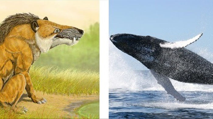 Những động vật quen thuộc thay đổi hình dạng trong quá trình tiến hóa - 2