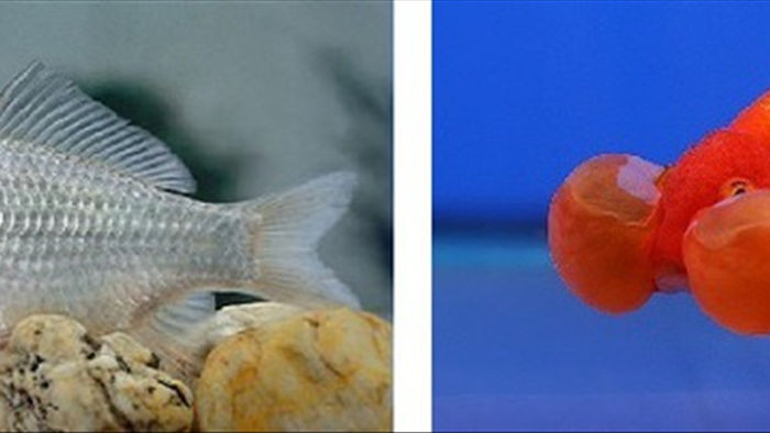 Những động vật quen thuộc thay đổi hình dạng trong quá trình tiến hóa - 3