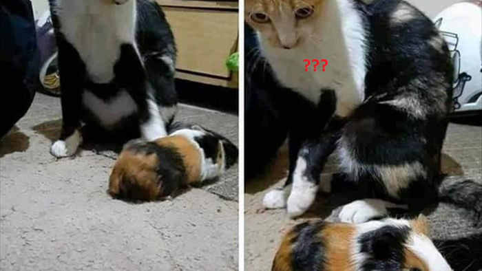 Mèo mẹ hoang mang tột độ khi ngắm con mình, đến khi nhìn rõ 