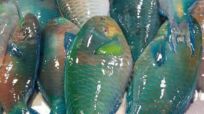 Kêu gọi không ăn cá vẹt góp phần cứu môi trường biển