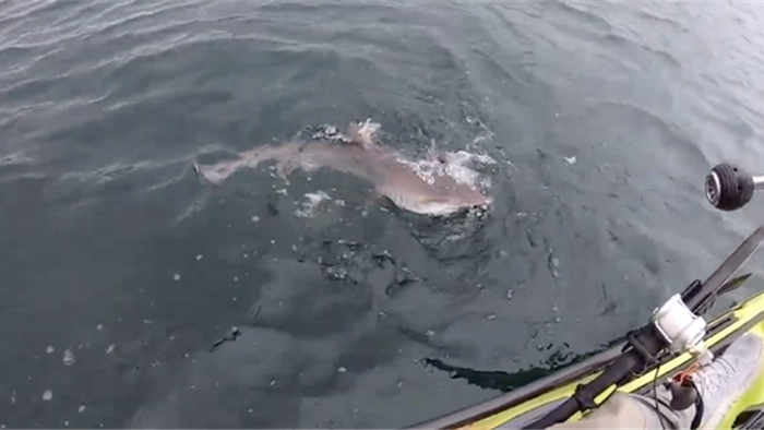 Cá mập xám táo tợn tranh cướp cá với ngư dân ngoài khơi Scotland - 1
