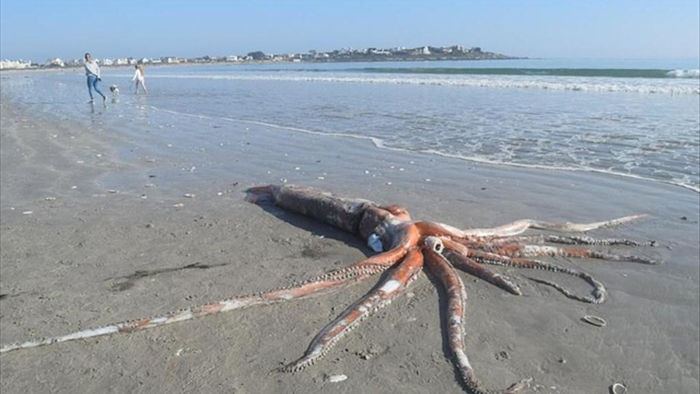 “Quái vật” mực khổng lồ cực hiếm chết trôi dạt vào bờ biển ở Nam Phi - 1