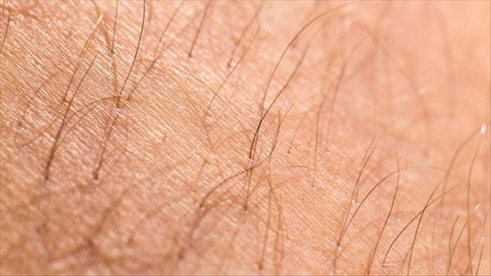 Phát triển thành công da từ tế bào gốc có thể được cấy ghép và mọc lông - 1