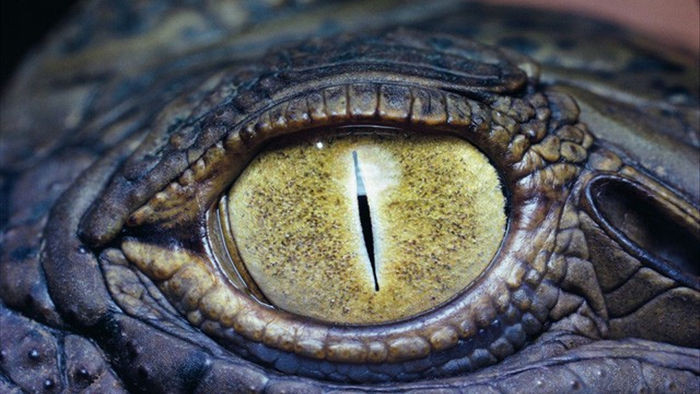 1001 thắc mắc: Vì sao cá sấu có thể giết chết kẻ thù ngay cả khi ngủ? - Ảnh 1.