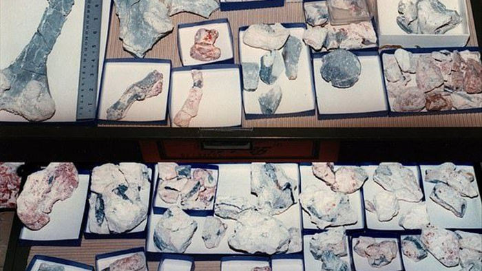 Úc phát hiện ra hóa thạch khủng long biến thành đá quý - Ảnh 7.