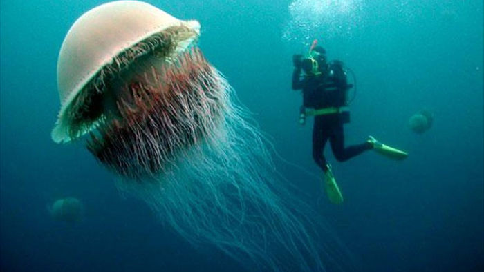 Bí ẩn nọc độc chết người của loài sứa khổng lồ chưa có lời giải - 1