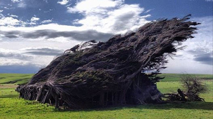 Vùng đất ở New Zealand nổi tiếng sở hữu loạt cây nghiêng ngả hình thù lạ kỳ - Ảnh 1.