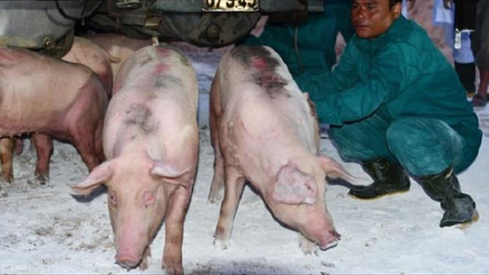 Rẻ hơn trong nước 11.000 đồng/kg, thịt lợn nhập từ Thái Lan bán hết sạch - 1