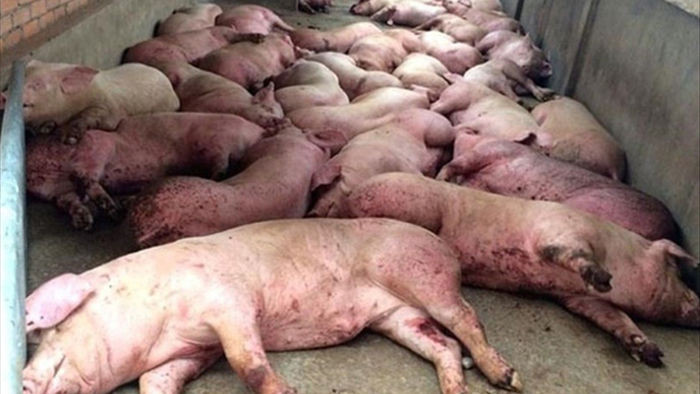 Tốn hơn 13 ngàn tỷ chống dịch, hàng triệu con lợn chết, tiêu huỷ