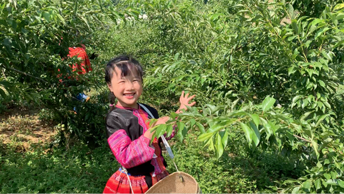 “Hướng dẫn viên” 6 tuổi rưỡi nói tiếng Anh như gió quảng bá du lịch Việt - 2