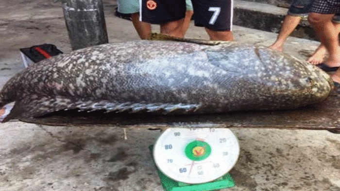 Bắt con cá mú 55kg ở Huế, giá bán chục triệu đồng