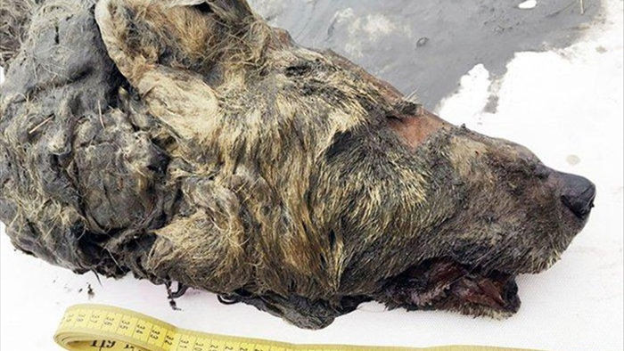 Bí ẩn đầu sói khổng lồ 40.000 năm tuổi ở Siberia - 1