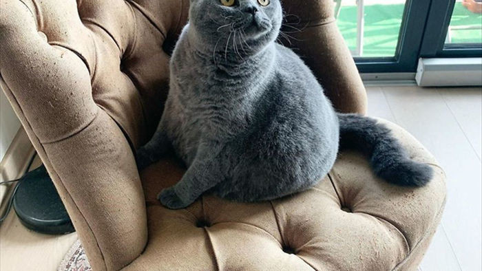 Cảm động câu chuyện mèo béo xiên vẹo nổi tiếng khắp mạng xã hội - Ảnh 2.