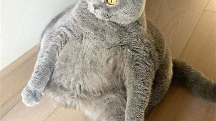 Cảm động câu chuyện mèo béo xiên vẹo nổi tiếng khắp mạng xã hội - Ảnh 3.