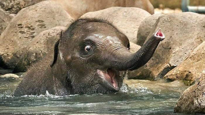 Voi uống nước bằng vòi thì ai cũng biết nhưng cách các bé voi sấp mặt thực hiện thao tác này sẽ khiến bạn phì cười - Ảnh 9.