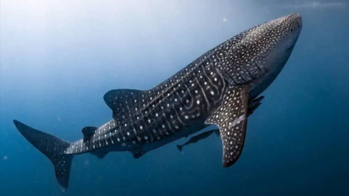 Phát hiện mới về loài cá mập lớn nhất thế giới có “đôi mắt bọc thép” - Ảnh 1.