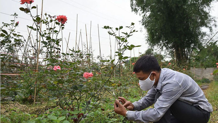 Một nông dân thu 1 tỷ đồng mỗi năm nhờ trồng hoa hồng cổ