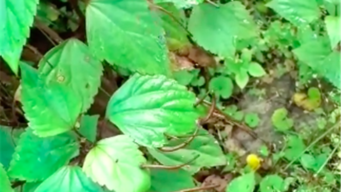 Nổi da gà với cảnh vắt bò lúc nhúc trên lá cây, nhìn thôi người yếu tim cũng thấy rùng mình, muốn ngất xỉu - Ảnh 1. Nổi da gà với cảnh vắt bò lúc nhúc trên lá cây, nhìn thôi người yếu tim cũng thấy rùng mình, muốn ngất xỉu - Ảnh 1.