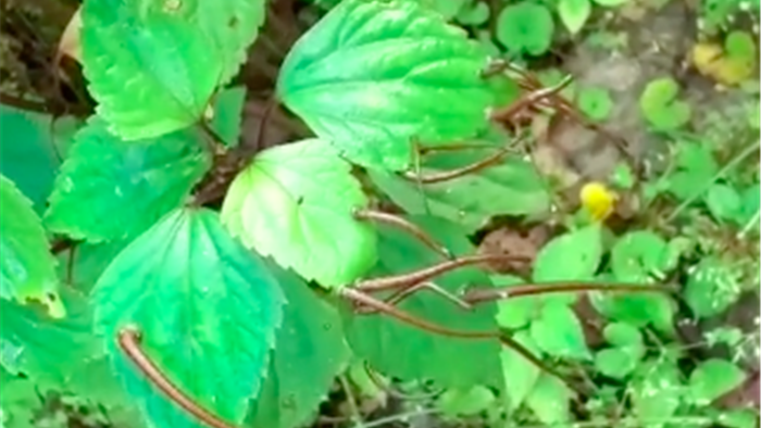 Nổi da gà với cảnh vắt bò lúc nhúc trên lá cây, nhìn thôi người yếu tim cũng thấy rùng mình, muốn ngất xỉu - Ảnh 2. Nổi da gà với cảnh vắt bò lúc nhúc trên lá cây, nhìn thôi người yếu tim cũng thấy rùng mình, muốn ngất xỉu - Ảnh 2.