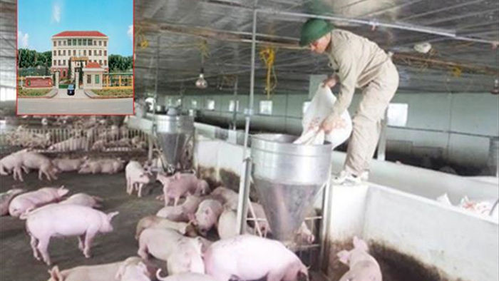 Giá lợn cao chót vót, doanh nghiệp bán thịt lãi hơn 700 tỷ đồng - 1